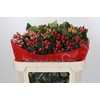 Hypericum Rainbow Romance Spray