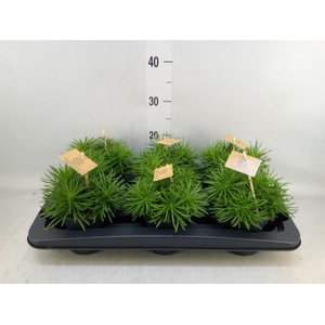 Senecio archeri 'Himalaya'