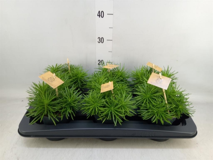 <h4>Senecio archeri 'Himalaya'</h4>