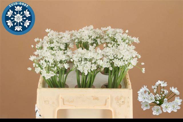 <h4>ALLIUM FLOCON</h4>