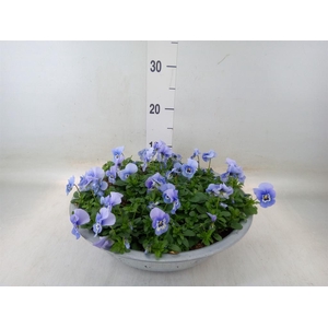 Viola corn. 'Endurio Sky Blue Mart'