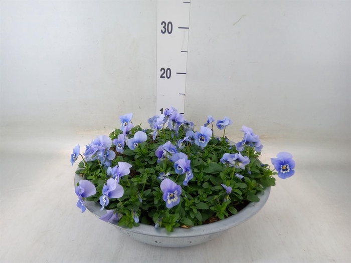 <h4>Viola corn. 'Endurio Sky Blue Mart'</h4>