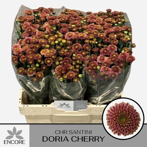 CHR S AAA DORIA CHER