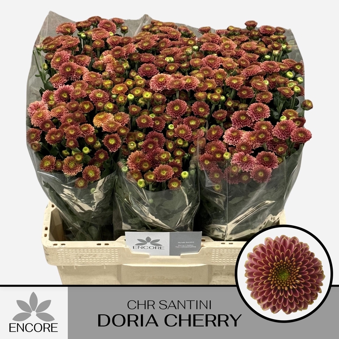 <h4>CHR S AAA DORIA CHER</h4>