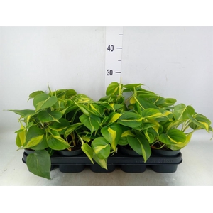 Philodendron scand. 'Brasil'