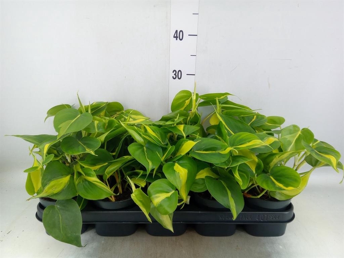 <h4>Philodendron scand. 'Brasil'</h4>