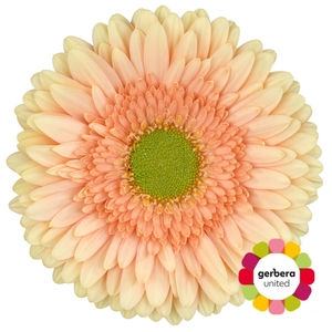 Gerbera Carlita Diamond