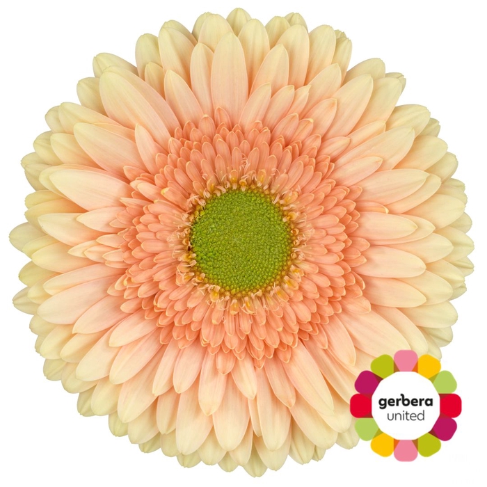 <h4>Gerbera Carlita Diamond</h4>