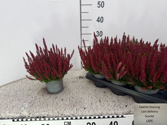<h4>CALLU BL SCARL EARLY</h4>