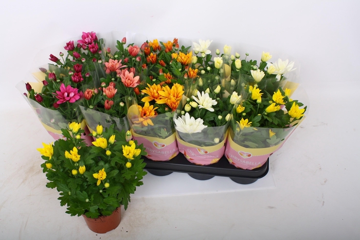 <h4>CHRYS GEM 5 KL</h4>