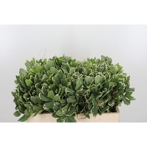 Pittosporum Ilan