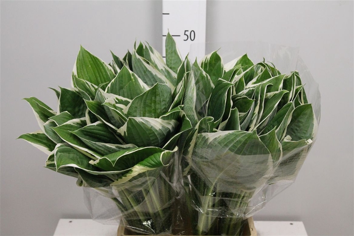 <h4>Hosta Francee</h4>