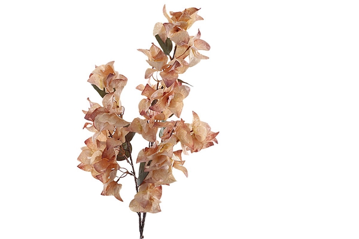 <h4>Bougainvillea Spray Pink Light</h4>