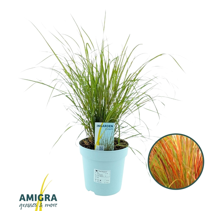 <h4>Stipa Arundinacea “Pheasant”</h4>
