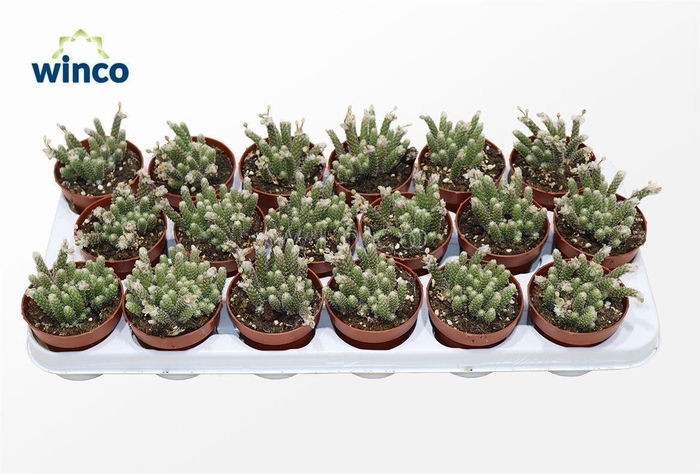 <h4>Avonia Recurvata</h4>