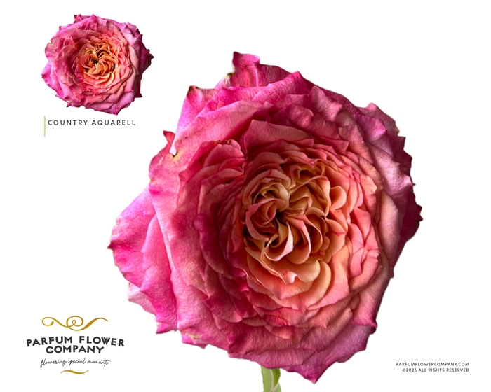 <h4>Rosa Garden Country Aquarell</h4>