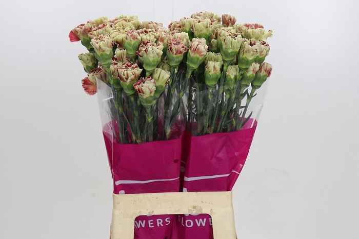 <h4>Dianthus St Wine</h4>