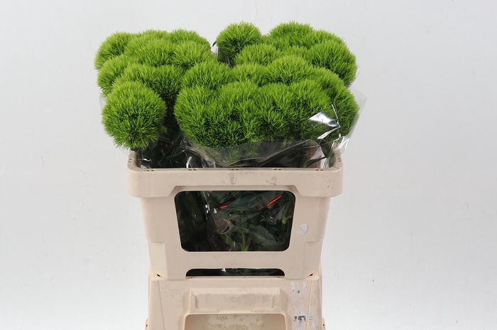 <h4>Kiwi Mellow x30</h4>