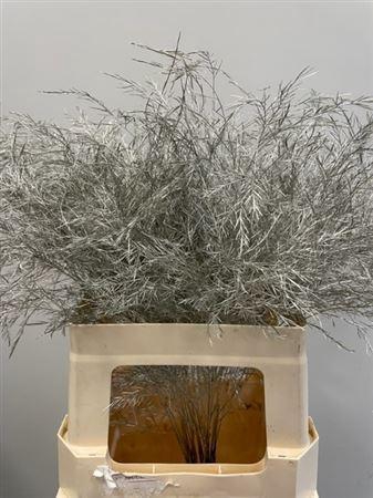 <h4>Treefern Platina</h4>