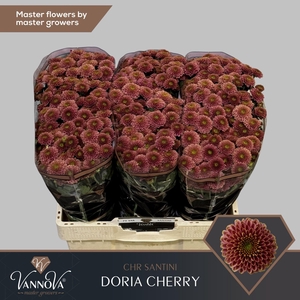 Chr. San 'Doria Cherry'
