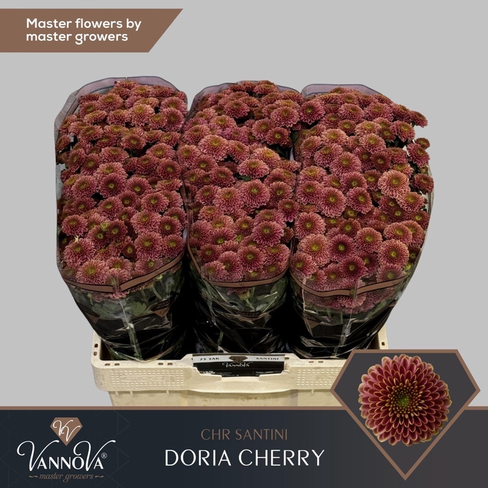 <h4>Chr. San 'Doria Cherry'</h4>