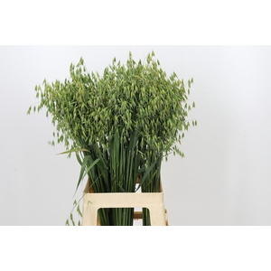 Avena sterilis