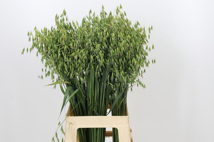 <h4>Avena sterilis</h4>
