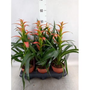 Guzmania wittmackii   ...red