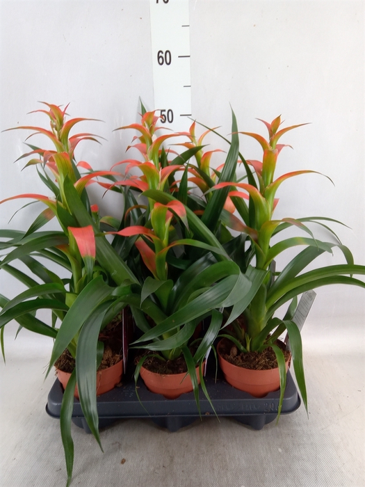 <h4>Guzmania wittmackii   ...red</h4>