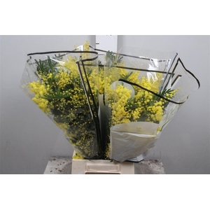 Acacia Decurrens 350gr