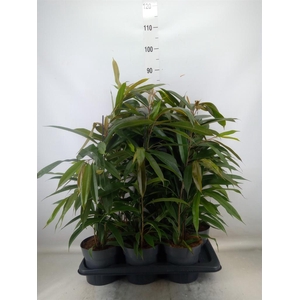 Ficus binn. 'Amstel King'