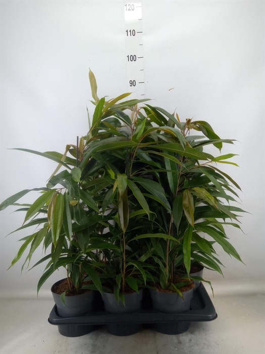 <h4>Ficus binn. 'Amstel King'</h4>