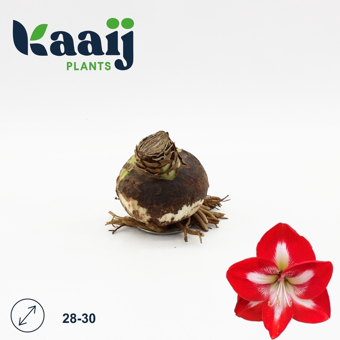 <h4>BLOEMBOL HIPPEASTRUM</h4>