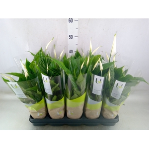 Spathiphyllum  'Torelli'