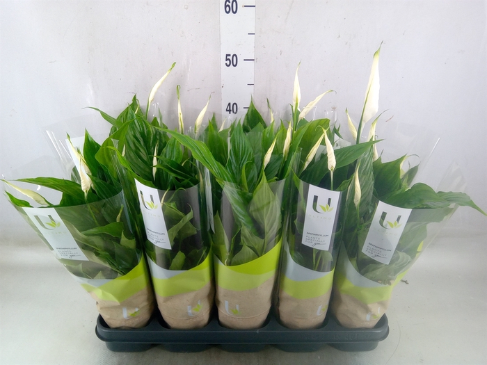 <h4>Spathiphyllum  'Torelli'</h4>