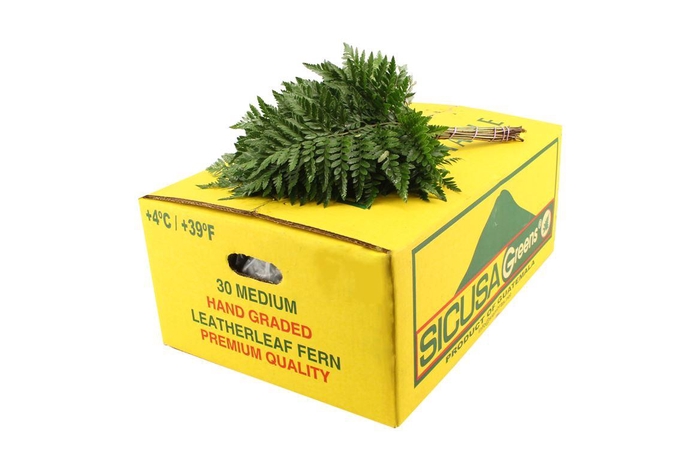 <h4>Lederv. Medium</h4>