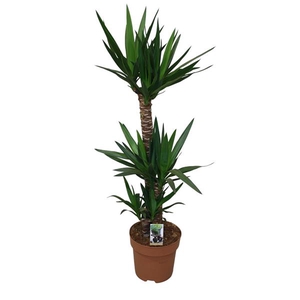 Yucca 90-45-20 - 2+ kop