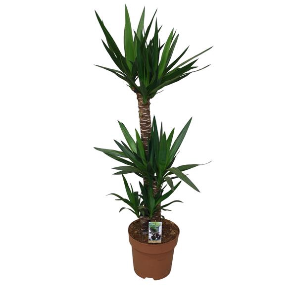 <h4>Yucca 90-45-20 - 2+ kop</h4>