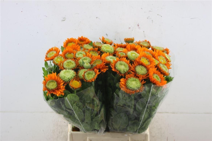 <h4>Calendula Orange</h4>