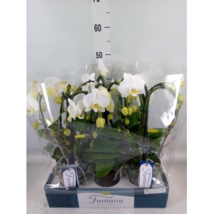 Phalaenopsis   ...white