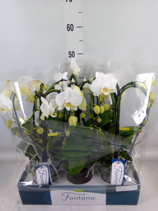 <h4>Phalaenopsis   ...white</h4>