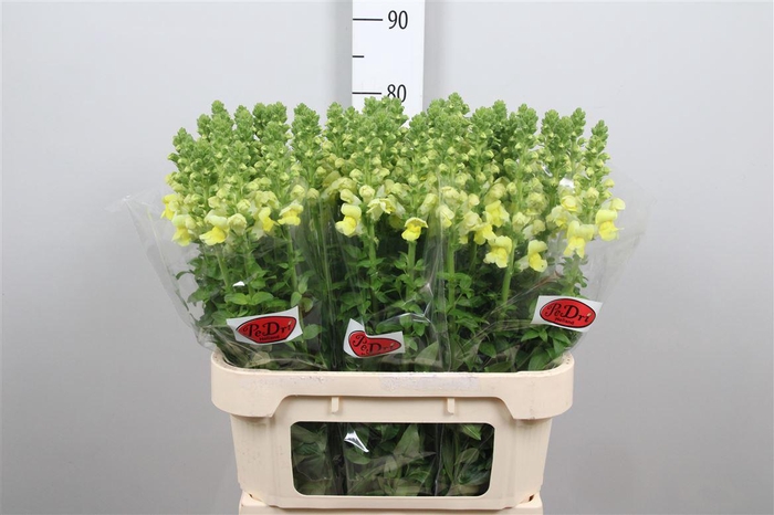 <h4>Antir Legend Yellow</h4>