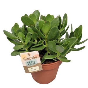 Crassula Platyphylla