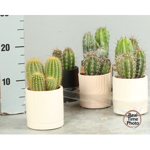 CACTUS GEM