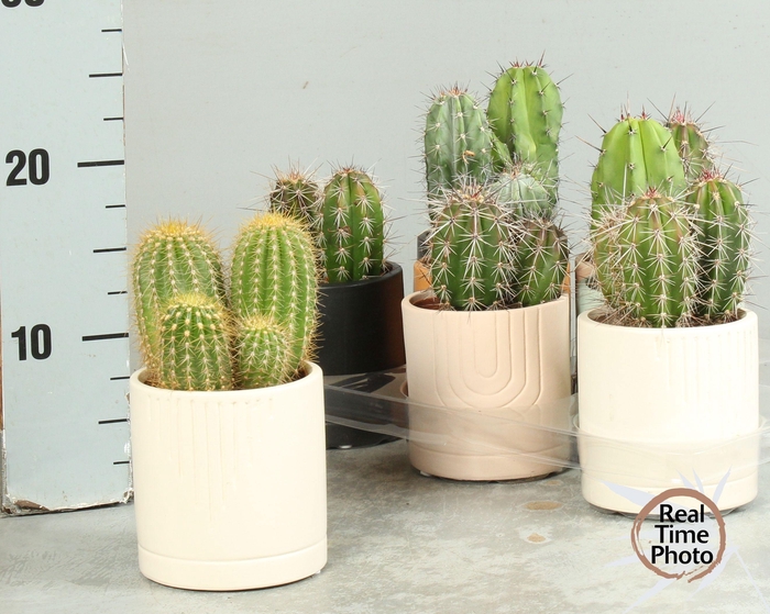 <h4>CACTUS GEM</h4>