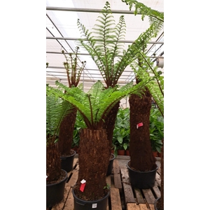 Dicksonia 120 cm