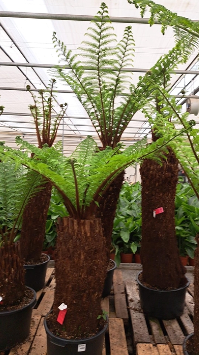 <h4>Dicksonia 120 cm</h4>