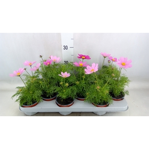 Cosmos bipinnatus