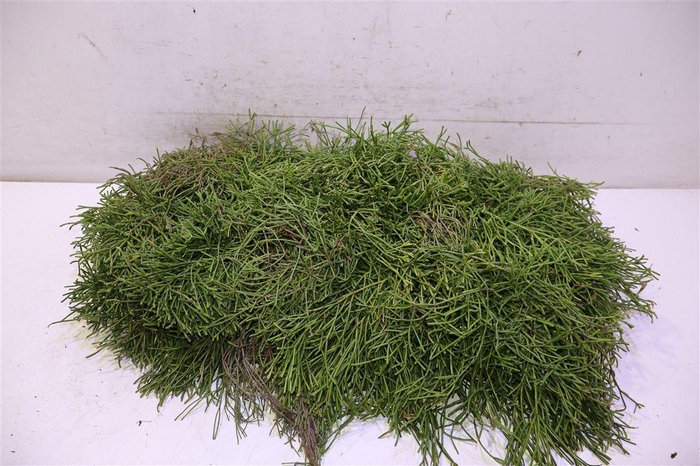<h4>Rhipsalis Easy Sweet</h4>