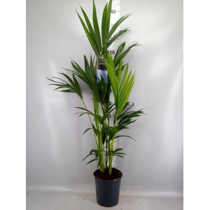 Howea forsteriana